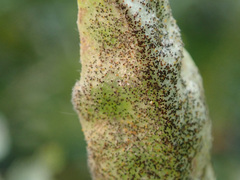 Erysiphe palczewskii