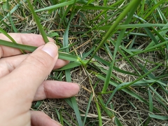 Lolium multiflorum