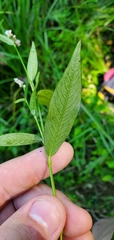 Persicaria hydropiperoides