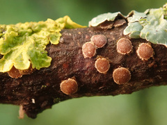 Pezicula ocellata