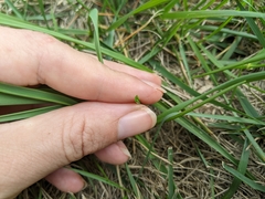 Lolium multiflorum