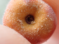 Arctostaphylos nortensis