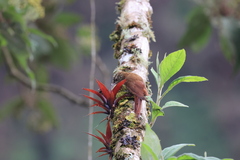 Lepidocolaptes lacrymiger