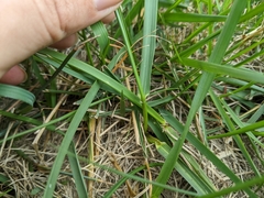 Lolium multiflorum