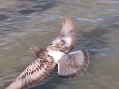 Columba livia domestica