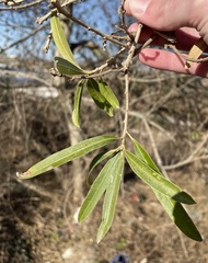 Sapium haematospermum