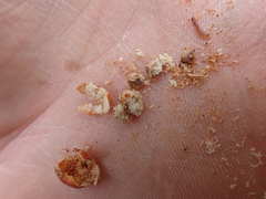 Arctostaphylos nortensis