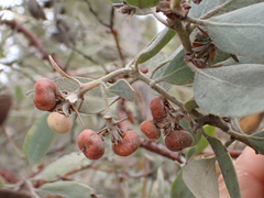 Arctostaphylos nortensis