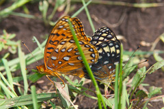 Speyeria nokomis
