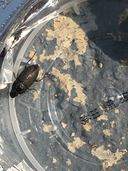 Anisodactylus rusticus