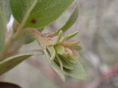 Arctostaphylos nortensis