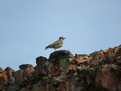Lullula arborea