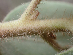 Arctostaphylos nortensis