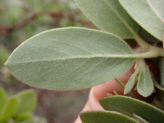 Arctostaphylos nortensis