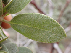 Arctostaphylos nortensis