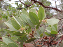 Arctostaphylos nortensis