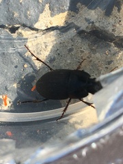 Anisodactylus rusticus