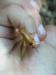 Camptonotus carolinensis