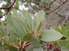 Arctostaphylos nortensis