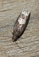 Eucosma parmatana