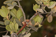 Arctostaphylos nortensis