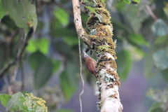 Lepidocolaptes lacrymiger