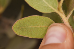 Arctostaphylos nortensis