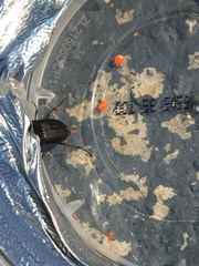 Anisodactylus rusticus