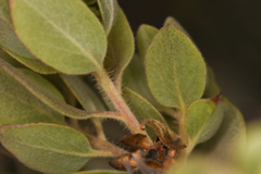 Arctostaphylos nortensis