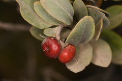 Arctostaphylos nortensis