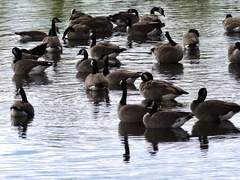 Branta canadensis