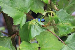 Pipraeidea melanonota