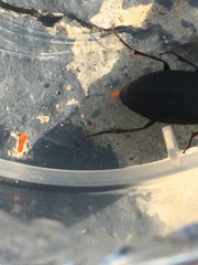 Anisodactylus rusticus