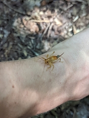 Camptonotus carolinensis