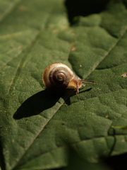 Fruticicola fruticum