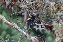 Cacicus chrysonotus