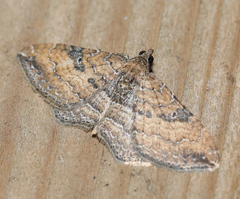 Orthonama obstipata