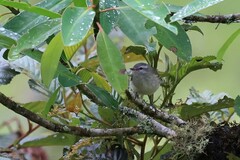 Mecocerculus stictopterus