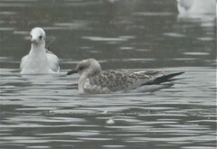 Ichthyaetus melanocephalus