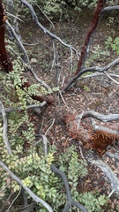 Arctostaphylos nortensis