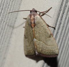 Galgula partita