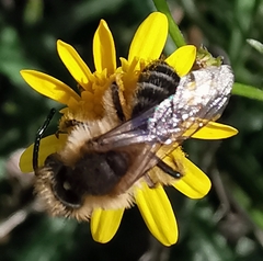 Andrena