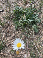 Leucanthemum vulgare