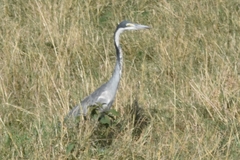 Ardea melanocephala