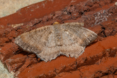 Macaria minorata