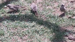 Histurgops ruficauda