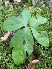 Nabalus trifoliolatus