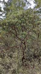 Arctostaphylos nortensis