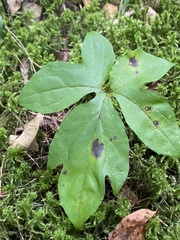 Nabalus trifoliolatus