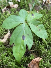 Nabalus trifoliolatus